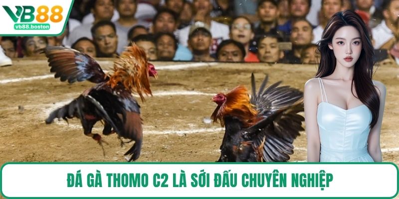 Đá Gà Thomo C2 là sới đấu chuyên nghiệp