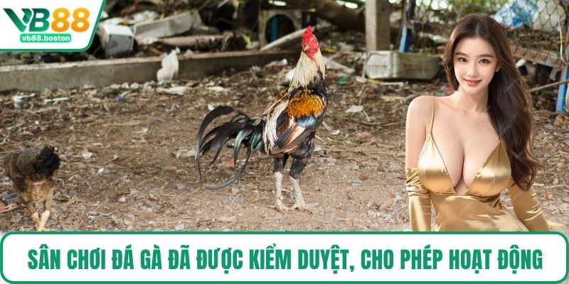 Sân chơi đá gà đã được kiểm duyệt, cho phép hoạt động